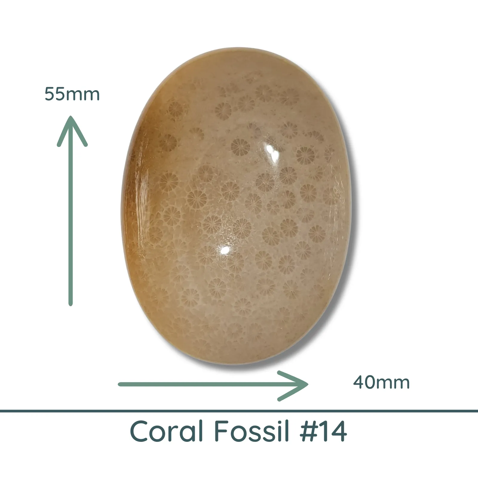 Fossil Coral, Large Oval Cabochons, Glossy or Matte, 40x55mm - Image 3