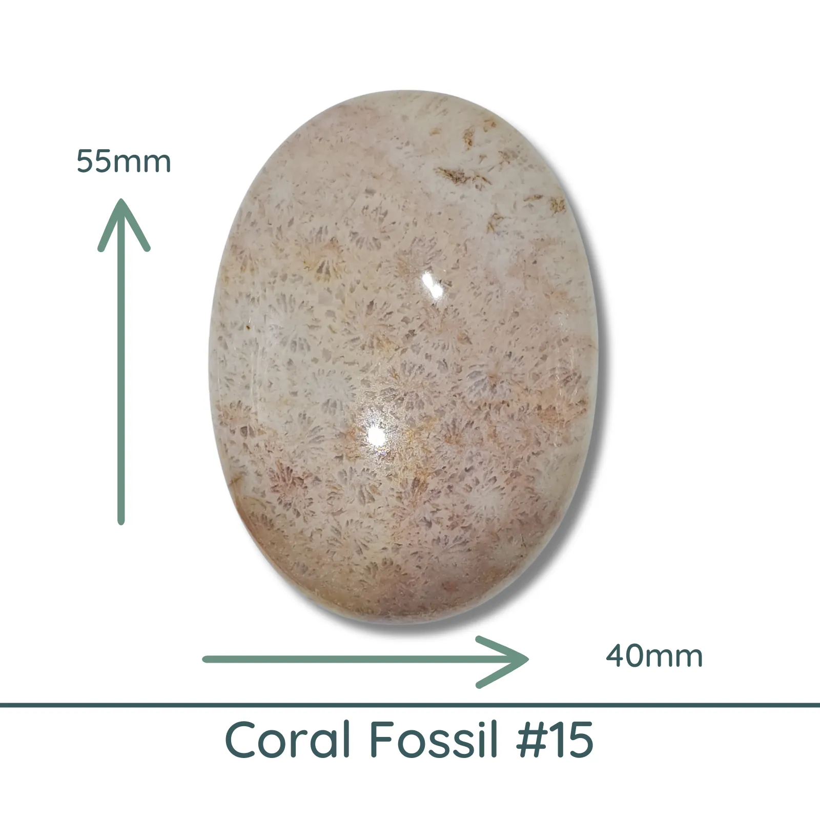 Fossil Coral, Large Oval Cabochons, Glossy or Matte, 40x55mm - Image 4