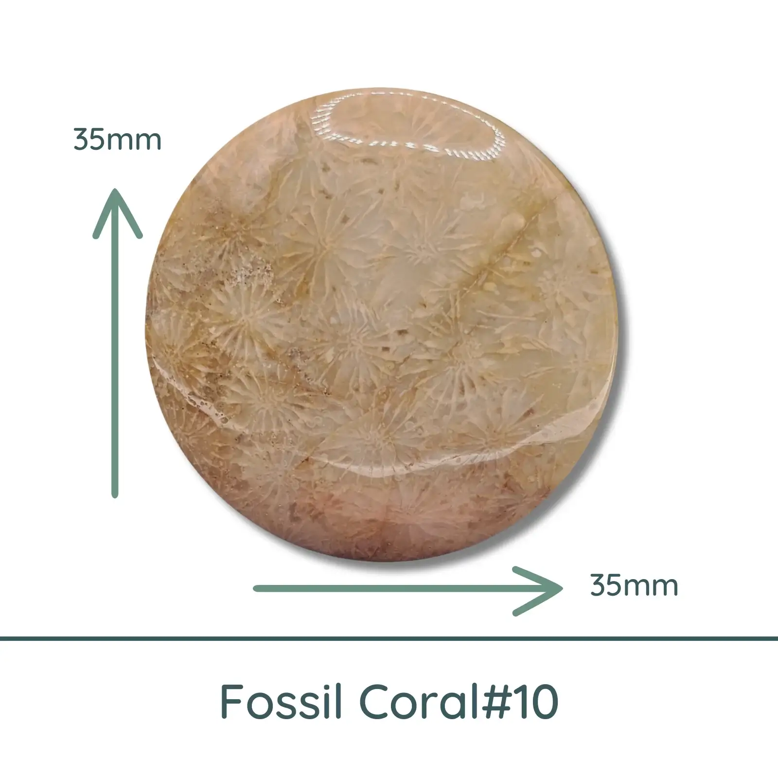 Fossil Coral Round Cabochons, 35mm - Image 10