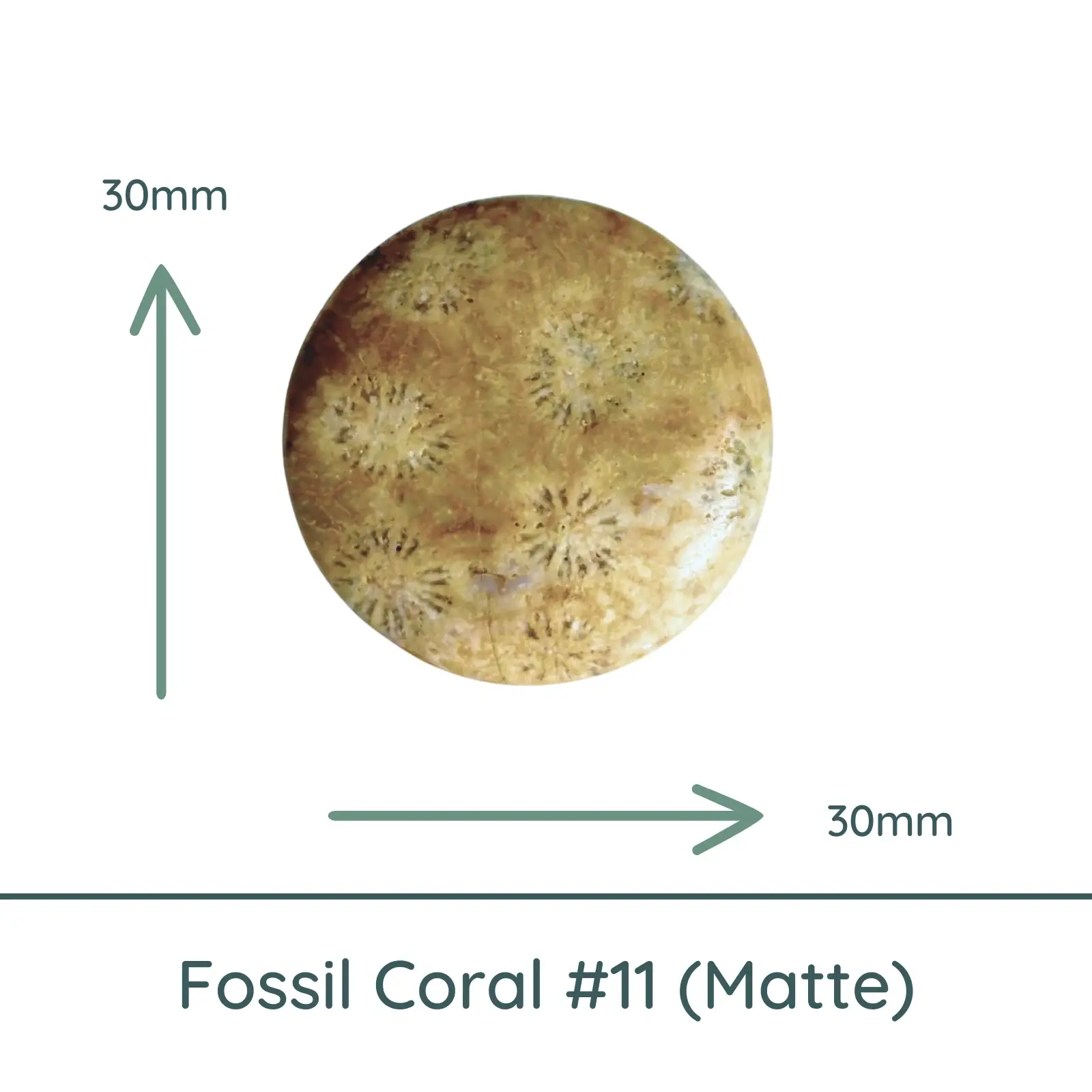 Fossil Coral Round Cabochons, 35mm - Image 12