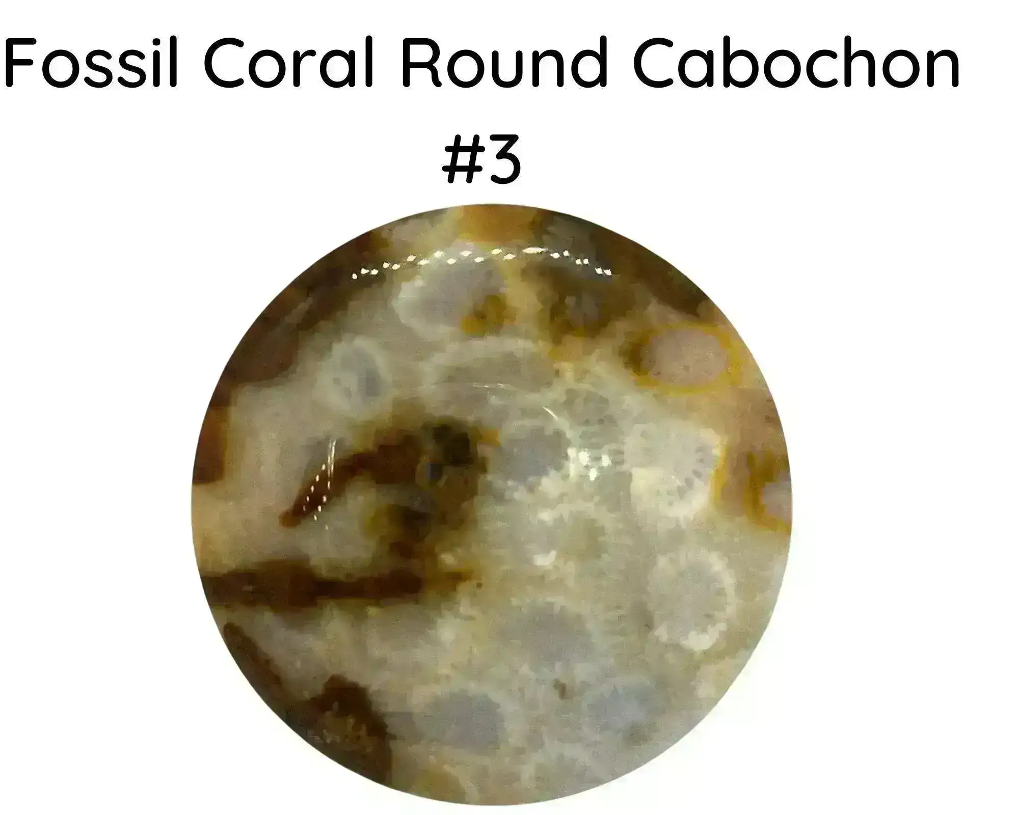 Fossil Coral Round Cabochons, 35mm - Image 3