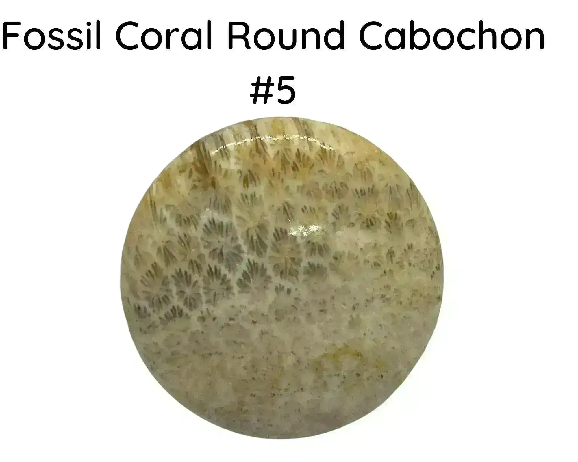 Fossil Coral Round Cabochons, 35mm - Image 5