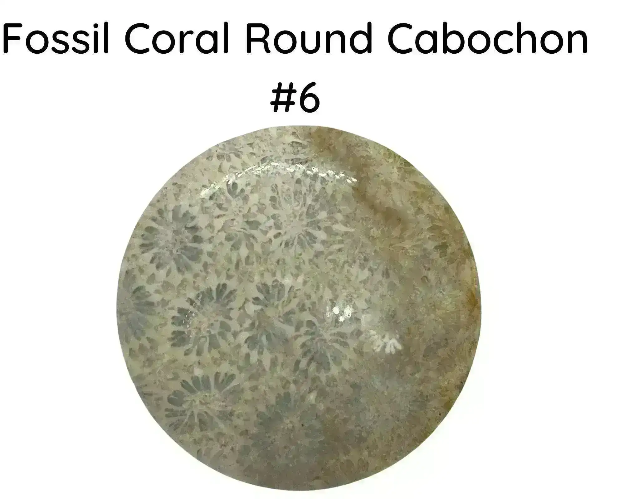 Fossil Coral Round Cabochons, 35mm - Image 6