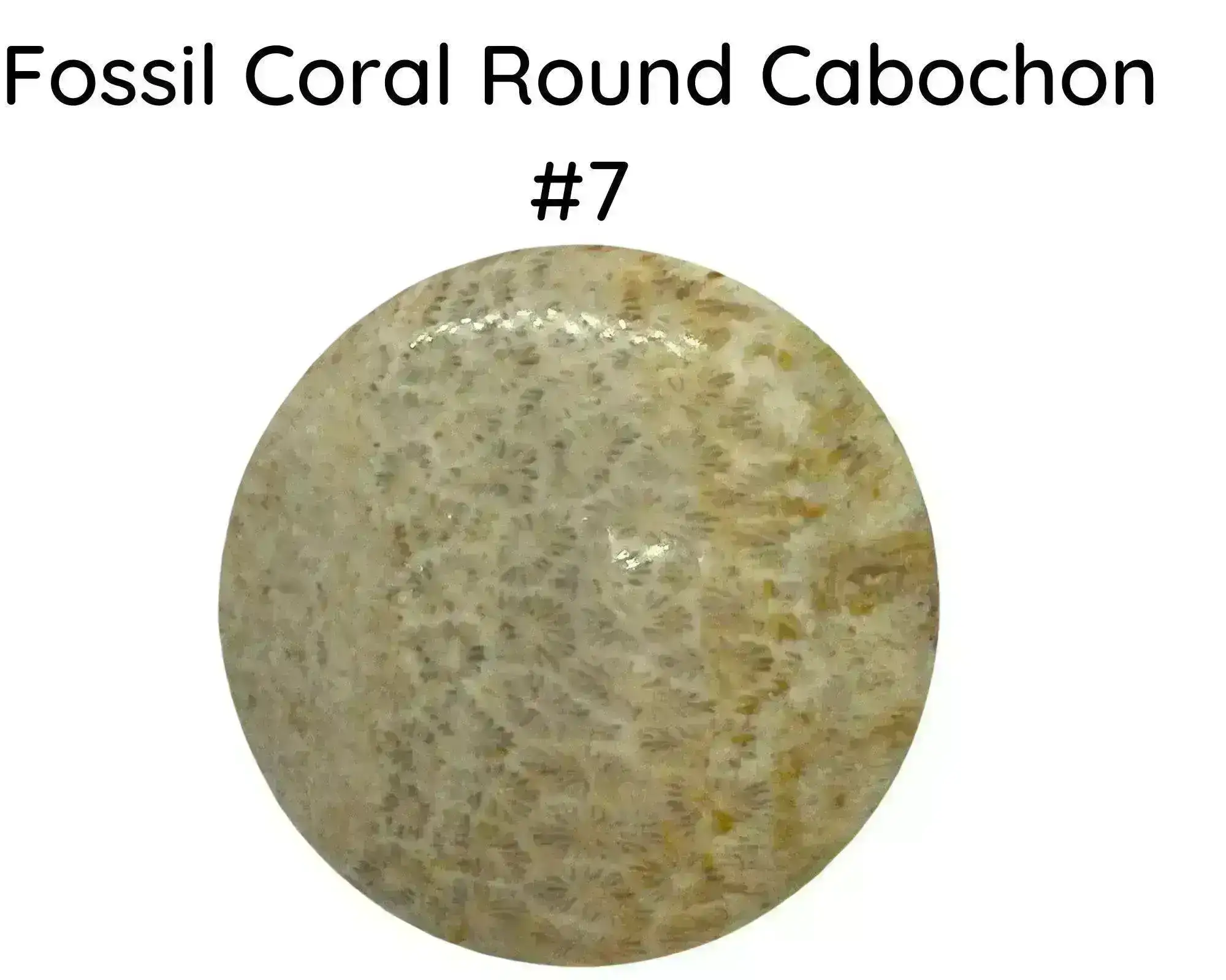 Fossil Coral Round Cabochons, 35mm - Image 7