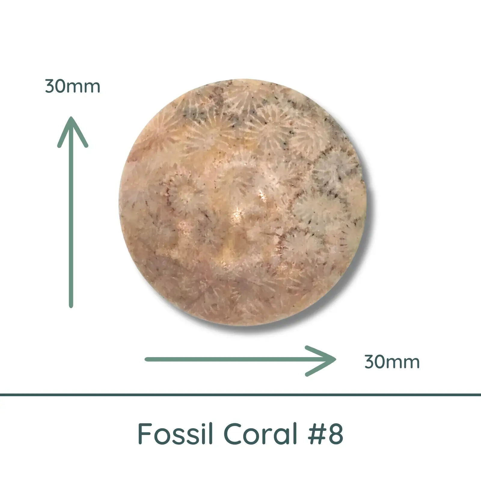 Fossil Coral Round Cabochons, 35mm - Image 8