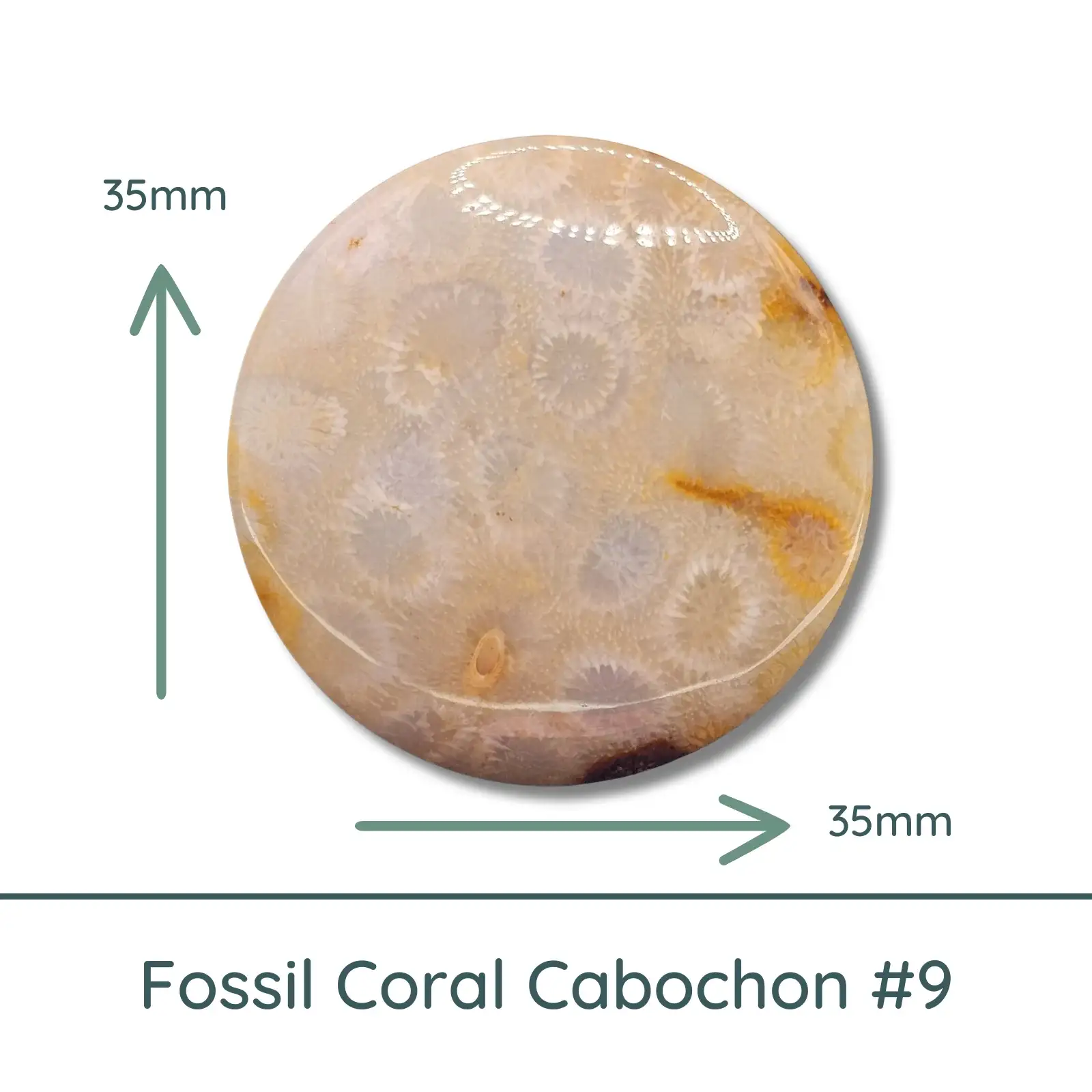 Fossil Coral Round Cabochons, 35mm - Image 9